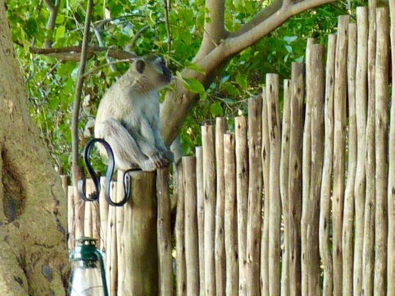 Botswana safari: vervet monkey sitting on camp fence post