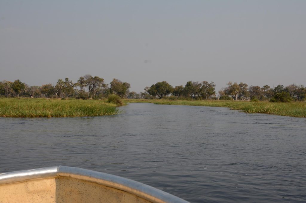 Botswana safari: view over boat bow along reed lined delta channel