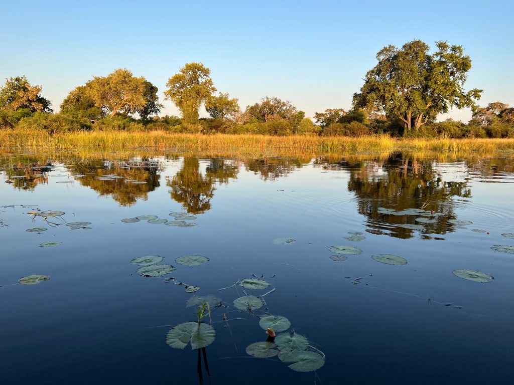 Botswana safari: water lilies on still delta channel