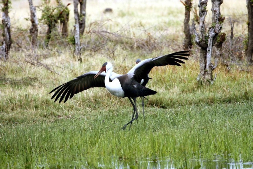 Botswana safari: wattled crane landing with wings spread