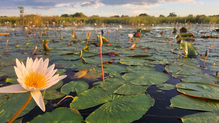 Botswana safari: white water lily among lily pads in delta lagoon