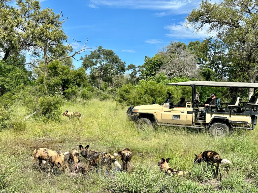 Botswana safari: wild dog pack at kill near vehicle