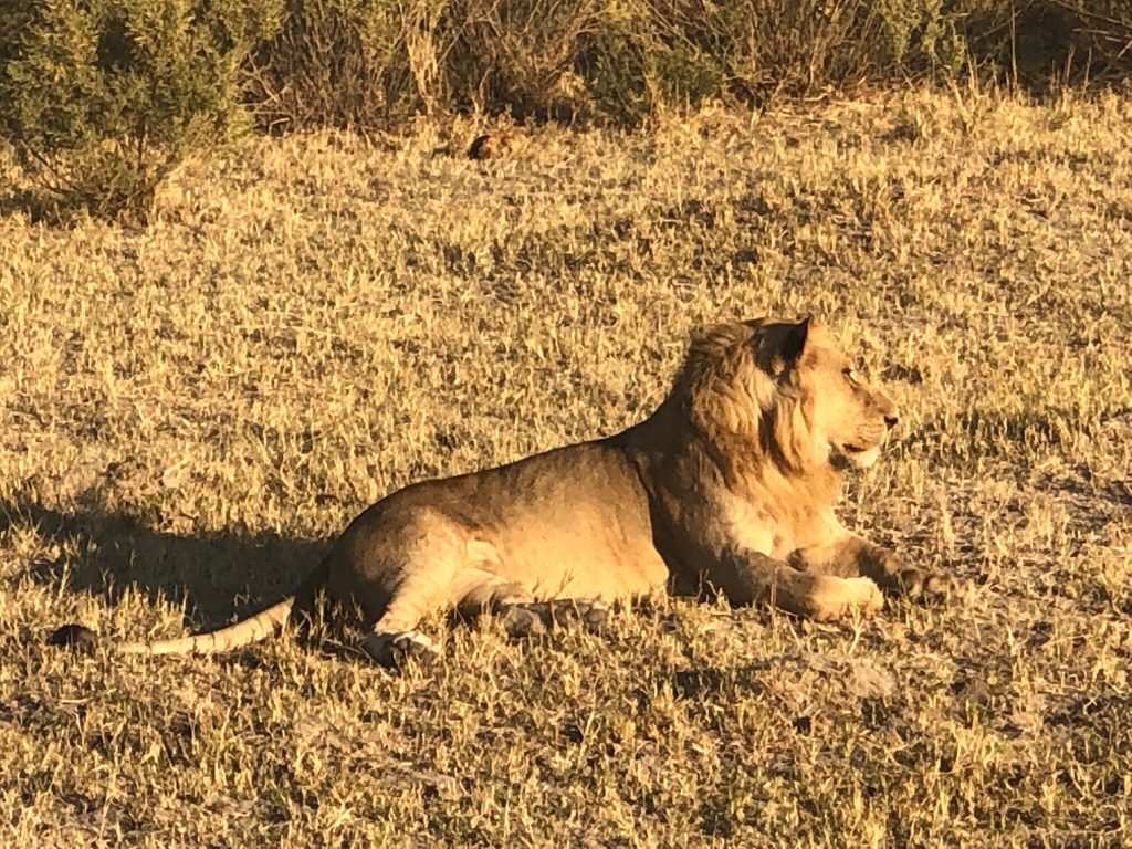 Botswana safari: young male lion lying in golden grass