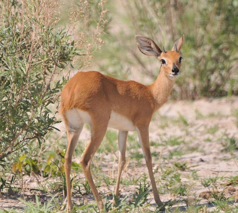 Botswana safari: young steenbok standing beside green bush