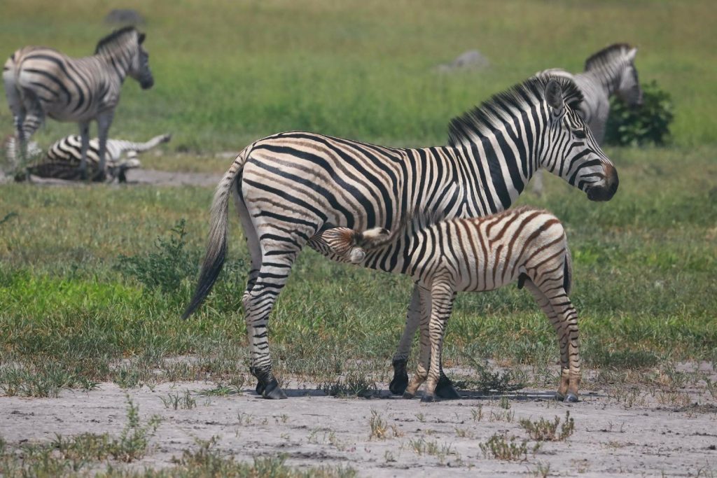 Botswana safari: zebra foal suckling from mare