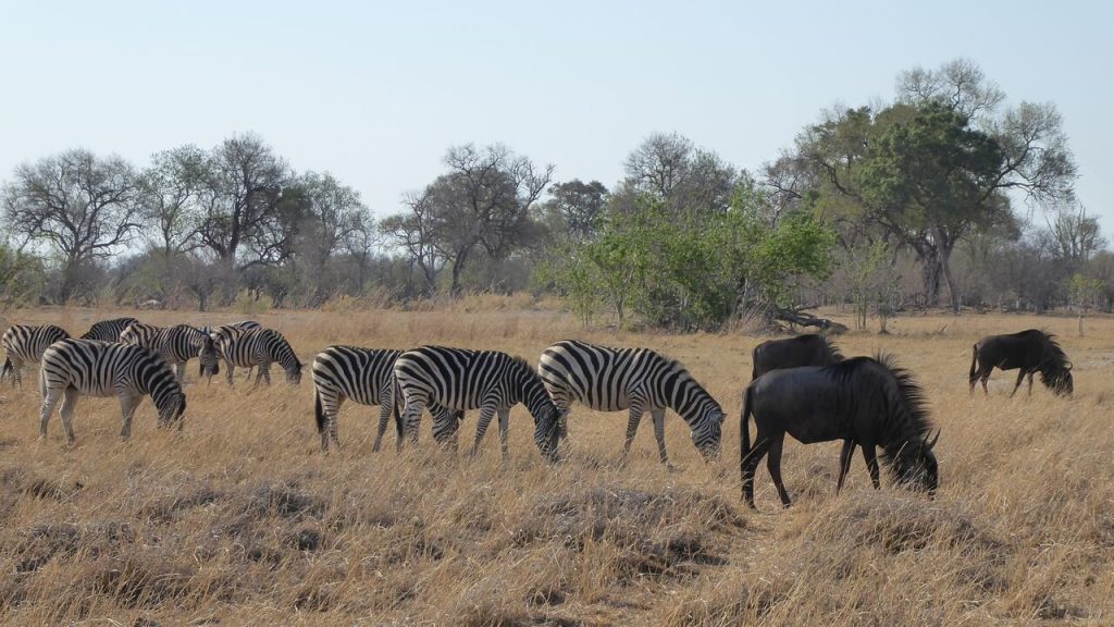 Botswana safari: zebras grazing beside three wildebeest
